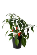 Peppar/Chili Mix Ø11 cm